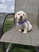 Avery , a female Labrador Retriever for sale in Dundee, OH – Photo 3 of 8