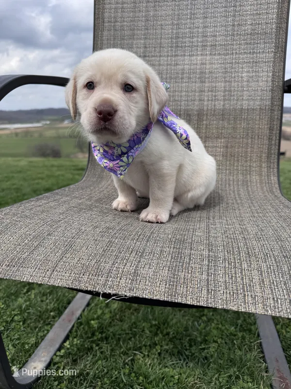 Avery  – Labrador Retriever puppy for sale in Dundee, OH