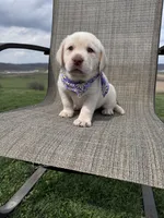 Avery , a female Labrador Retriever for sale in Dundee, OH – Photo 2 of 8
