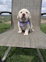 Avery , a female Labrador Retriever for sale in Dundee, OH – Photo 8 of 8