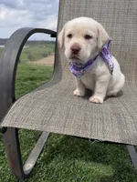 Avery , a female Labrador Retriever for sale in Dundee, OH – Photo 4 of 8
