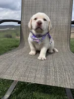 Avery , a female Labrador Retriever for sale in Dundee, OH – Photo 7 of 8
