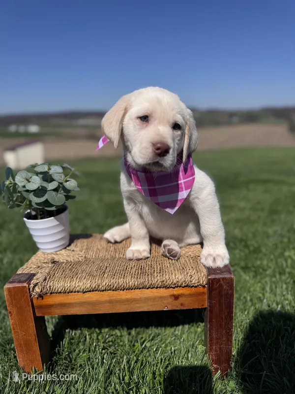 Avery  – Labrador Retriever puppy for sale in Dundee, OH