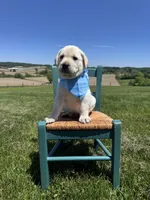Nox, a male Labrador Retriever for sale in Dundee, OH – 3 of 10