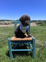 Dorian , a male Labrador Retriever for sale in Dundee, OH – 7 of 7