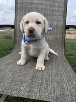 Amelia , a female Labrador Retriever for sale in Dundee, OH – Photo 6 of 10