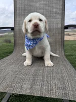 Amelia , a female Labrador Retriever for sale in Dundee, OH – Photo 7 of 10