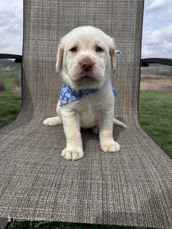 Amelia  – Labrador Retriever puppy for sale in Dundee, OH