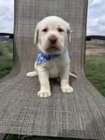 Amelia , a female Labrador Retriever for sale in Dundee, OH – Photo 1 of 10