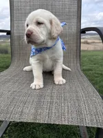 Amelia , a female Labrador Retriever for sale in Dundee, OH – Photo 3 of 10