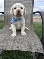 Amelia , a female Labrador Retriever for sale in Dundee, OH – Photo 4 of 10