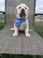 Amelia , a female Labrador Retriever for sale in Dundee, OH – Photo 10 of 10
