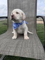 Amelia , a female Labrador Retriever for sale in Dundee, OH – Photo 9 of 10