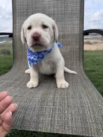 Amelia , a female Labrador Retriever for sale in Dundee, OH – Photo 5 of 10
