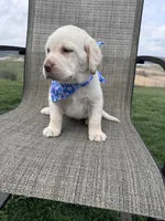 Amelia , a female Labrador Retriever for sale in Dundee, OH – Photo 8 of 10