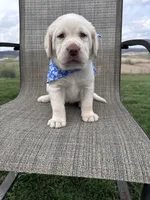 Amelia , a female Labrador Retriever for sale in Dundee, OH – Photo 2 of 10