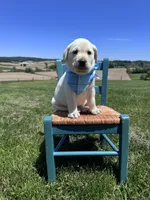 Nox, a male Labrador Retriever for sale in Dundee, OH – 8 of 10