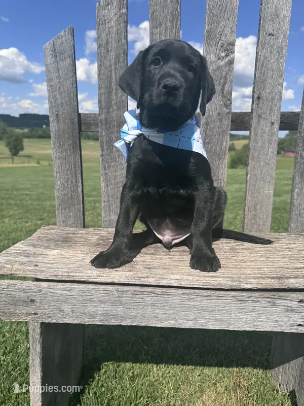 Chaol – Labrador Retriever puppy for sale in Dundee, OH