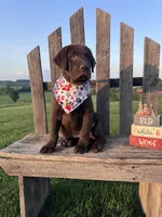 Luna , a female Labrador Retriever for sale in Dundee, OH – 6 of 8