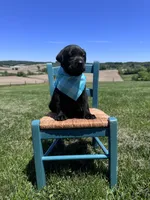 Lorcan , a male Labrador Retriever for sale in Dundee, OH – 5 of 8
