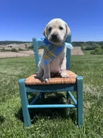 Rowan , a male Labrador Retriever for sale in Dundee, OH – 2 of 6