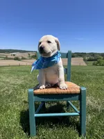 Aedion , a male Labrador Retriever for sale in Dundee, OH – 4 of 9