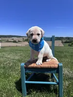 Aedion , a male Labrador Retriever for sale in Dundee, OH – 7 of 9