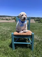 Darrow, a male Labrador Retriever for sale in Dundee, OH – 6 of 10