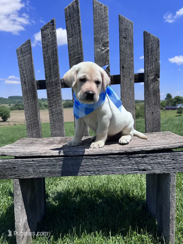 Aedion  – Labrador Retriever puppy for sale in Dundee, OH