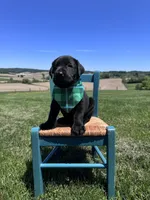 Chaol, a male Labrador Retriever for sale in Dundee, OH – 6 of 9