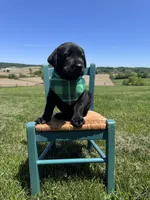Chaol, a male Labrador Retriever for sale in Dundee, OH – 3 of 9