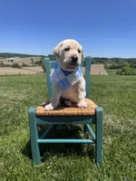 Darrow, a male Labrador Retriever for sale in Dundee, OH – 10 of 10