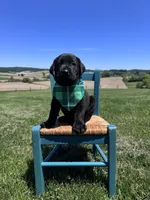 Chaol, a male Labrador Retriever for sale in Dundee, OH – 9 of 9