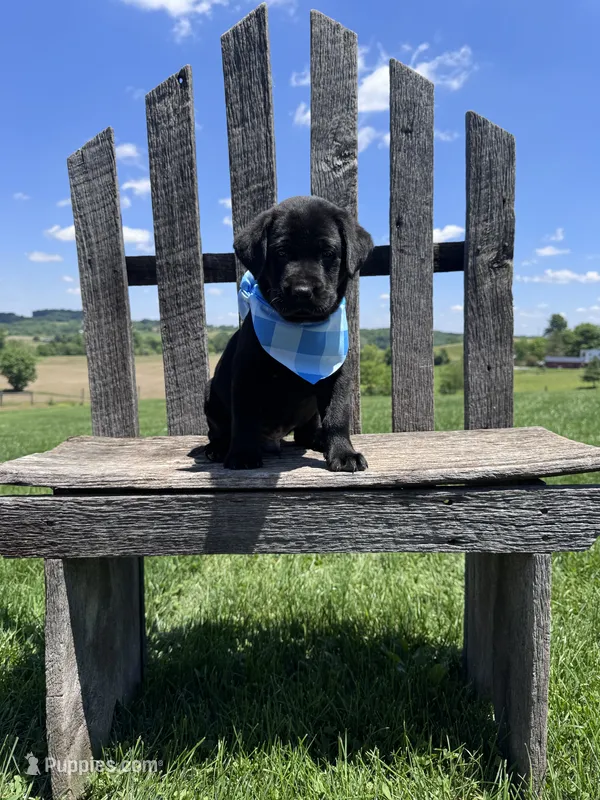 Fenrys  – Labrador Retriever puppy for sale in Dundee, OH