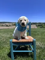 Aedion , a male Labrador Retriever for sale in Dundee, OH – 5 of 9