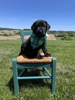 Chaol, a male Labrador Retriever for sale in Dundee, OH – 5 of 9