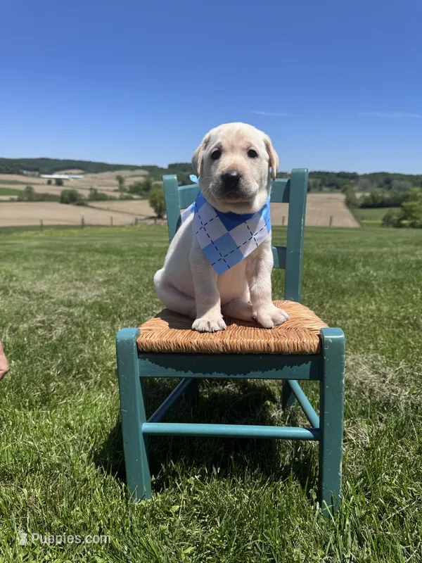 Darrow – Labrador Retriever puppy for sale in Dundee, OH