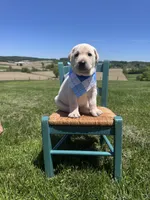 Darrow, a male Labrador Retriever for sale in Dundee, OH – 1 of 10