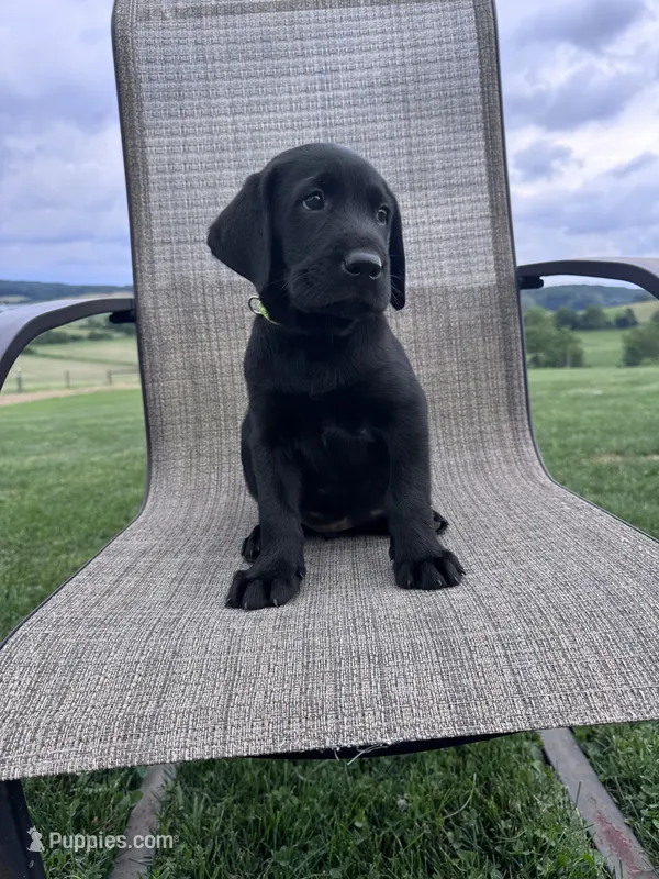 Chaol – Labrador Retriever puppy for sale in Dundee, OH