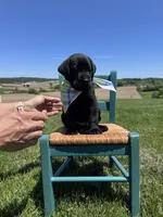 Fenrys , a male Labrador Retriever for sale in Dundee, OH – 5 of 7