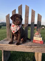 Luna , a female Labrador Retriever for sale in Dundee, OH – 7 of 8