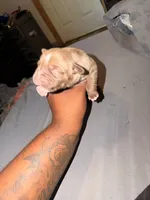 Lil mamas, a female American Bully for sale in El Reno, OK – 4 of 4