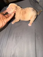 Dozer , a male American Bully for sale in El Reno, OK – 3 of 3