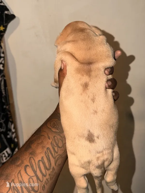 Dozer  – American Bully puppy for sale in El Reno, OK