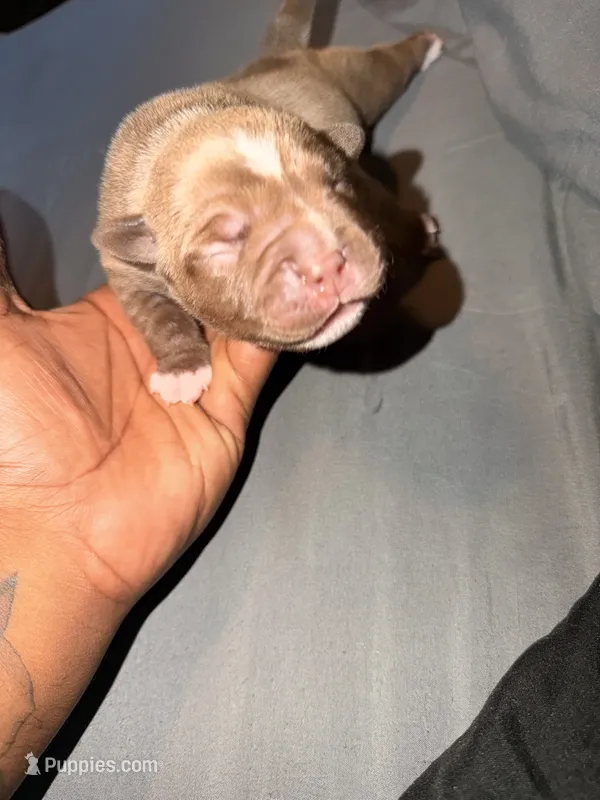 Lil mamas – American Bully puppy for sale in El Reno, OK