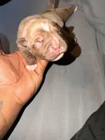 Lil mamas, a female American Bully for sale in El Reno, OK – 1 of 4