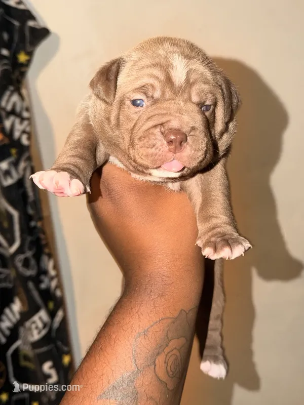 Lil mamas – American Bully puppy for sale in El Reno, OK