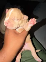 Dozer , a male American Bully for sale in El Reno, OK – 1 of 3