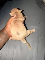 Dozer , a male American Bully for sale in El Reno, OK – 2 of 3