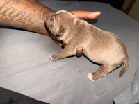 Lil mamas, a female American Bully for sale in El Reno, OK – 3 of 4